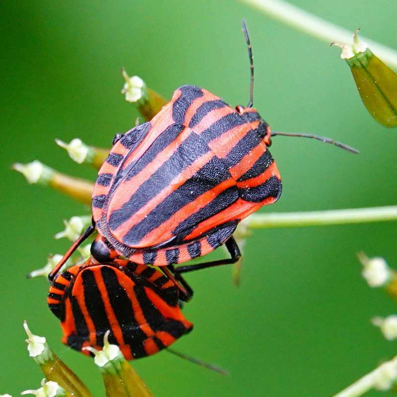 Öffnen 1. Wanzen als Vertreter der Insekten