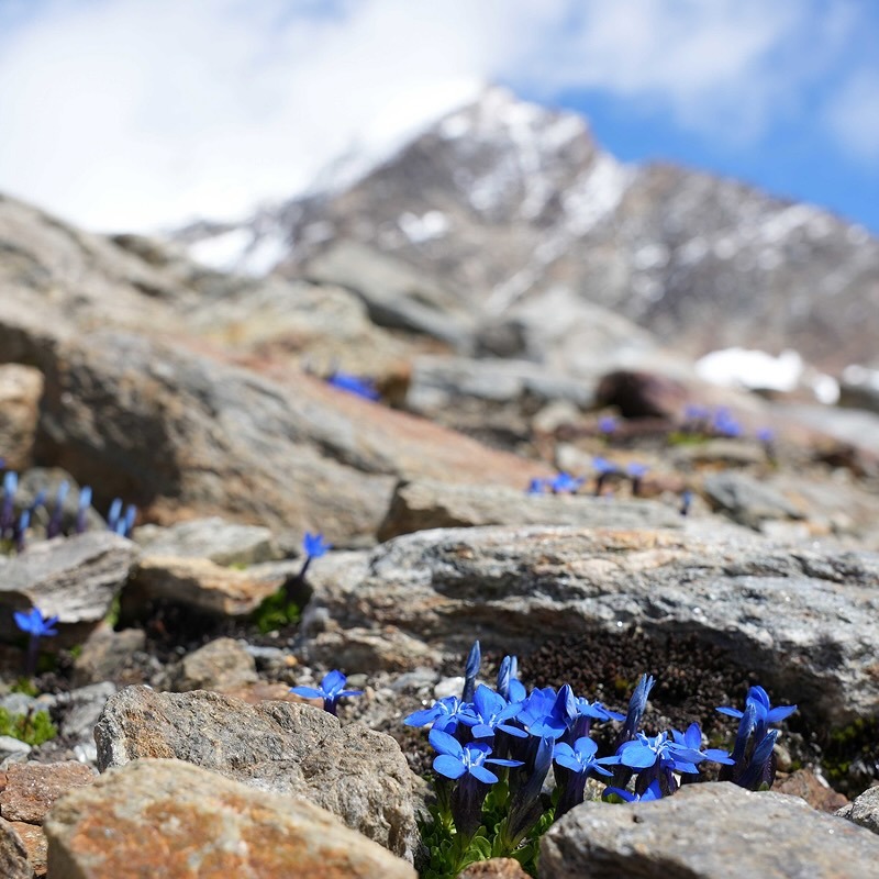 Öffnen 1. Geographie, Geologie und Klima der Alpen