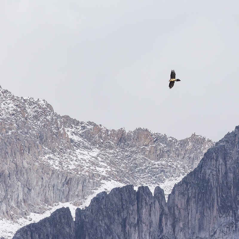 Öffnen 3. Natur in Extremen – Die alpine und nivale Stufe