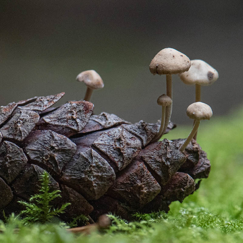 Öffnen 1. Wie der Wald wurde, was er ist