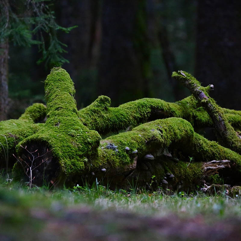 Öffnen 3. Lebensraum Wald