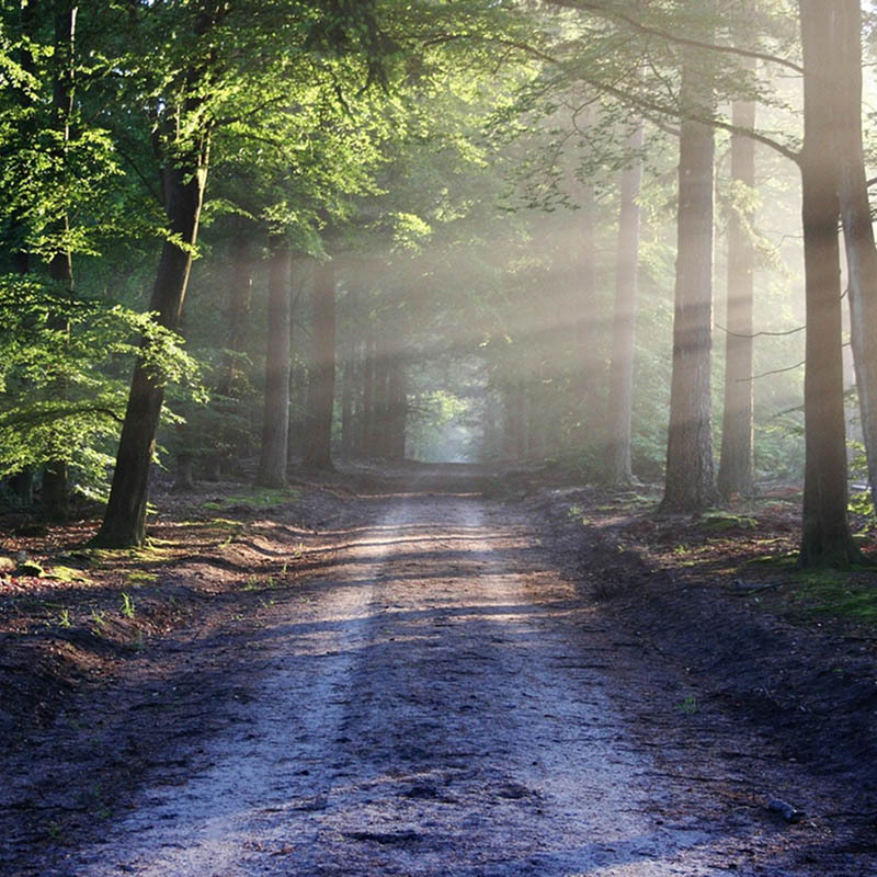 Öffnen 4. Wald und Mensch – heute und morgen