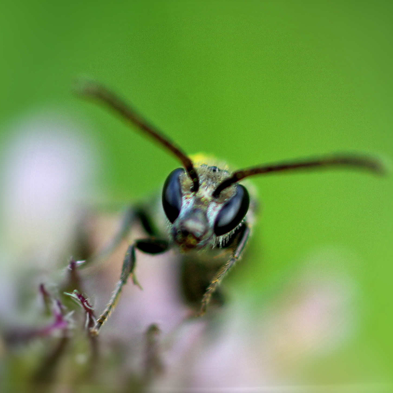 Öffnen 3. Wildbienen bestimmen