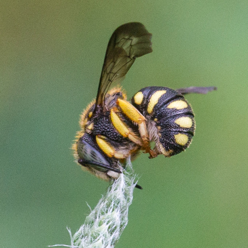 Öffnen 4. Wildbienen & Menschen