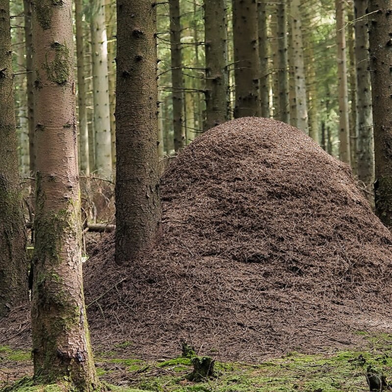 Öffnen 2. Die Lebensweise der Ameisen