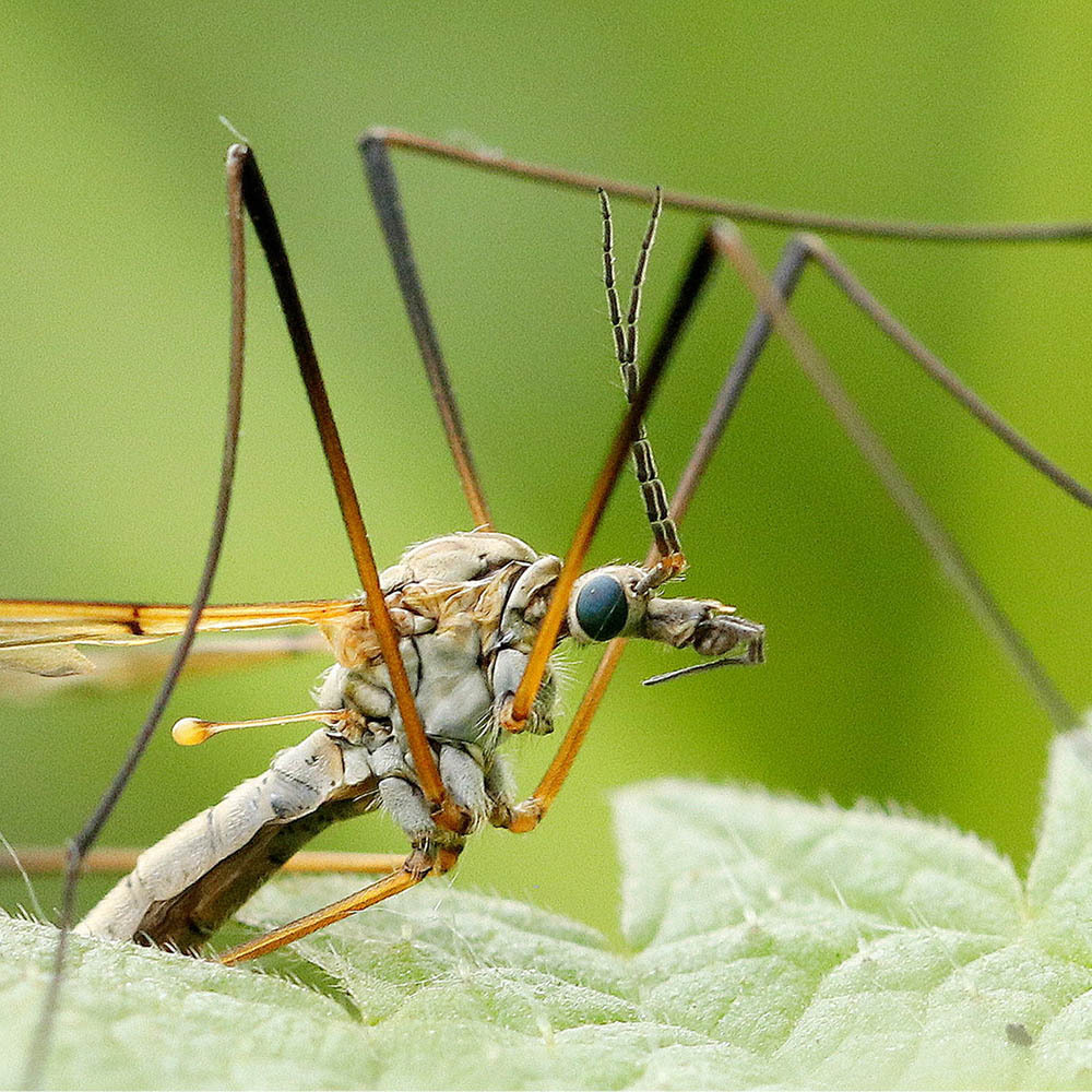 Öffnen 1. Was ist ein Insekt?