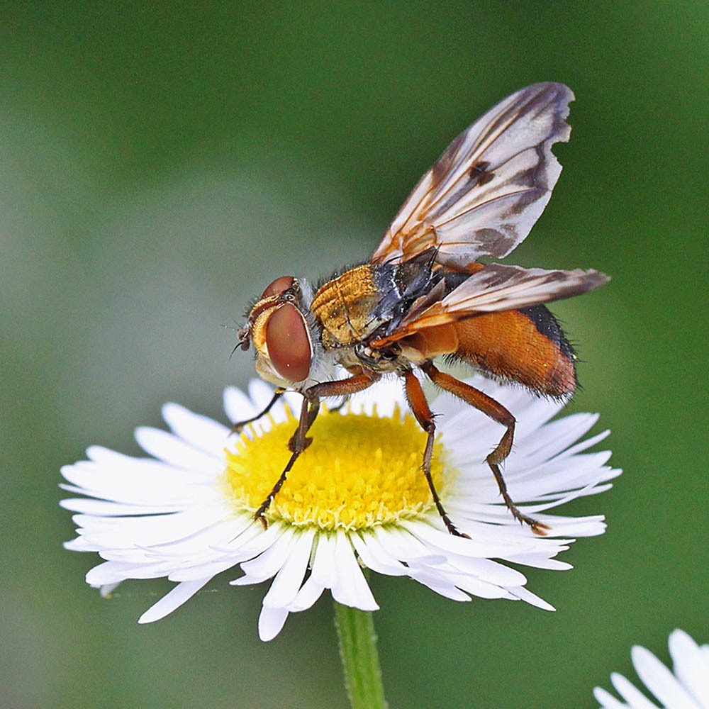 Öffnen 3. Der Körper der Insekten