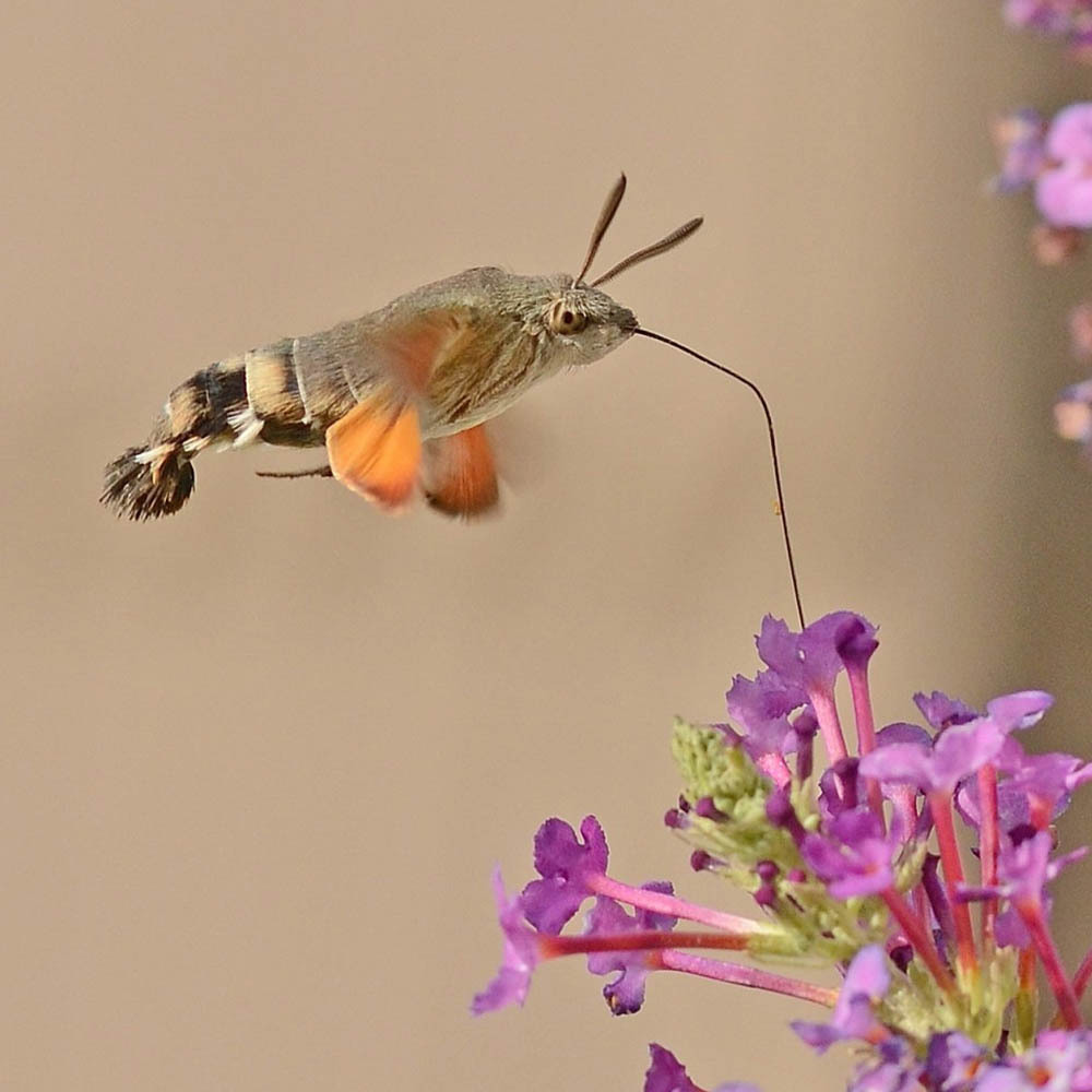 Öffnen 4. Ernährung und Verhalten