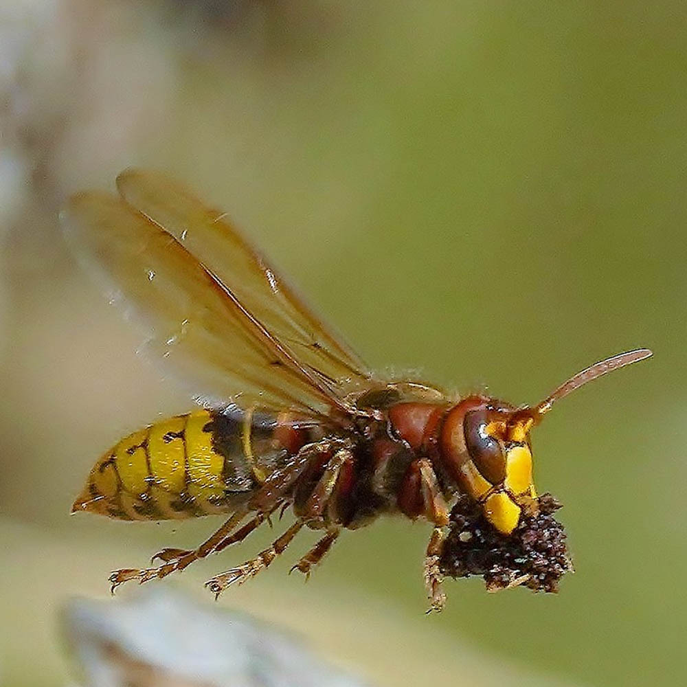 Öffnen 5. Insekten und ihre Lebensräume
