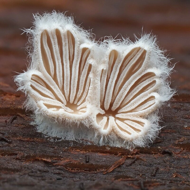 Öffnen 1. Das Reich der Pilze