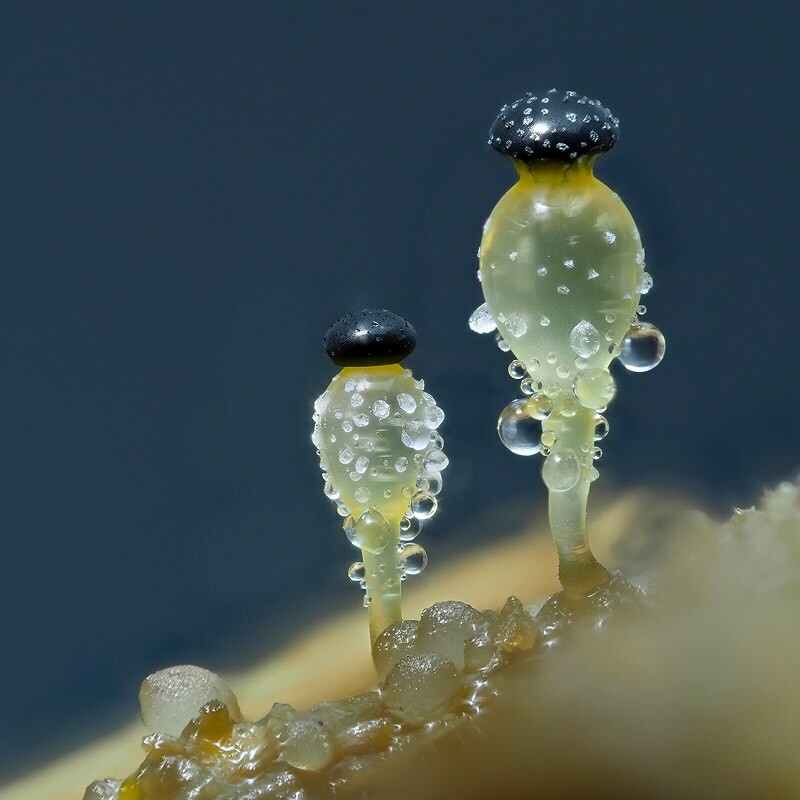 Öffnen 2. Wie leben Pilze?