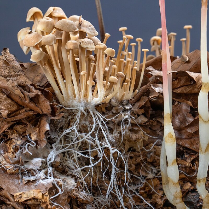 Öffnen 3. Pilze und Menschen