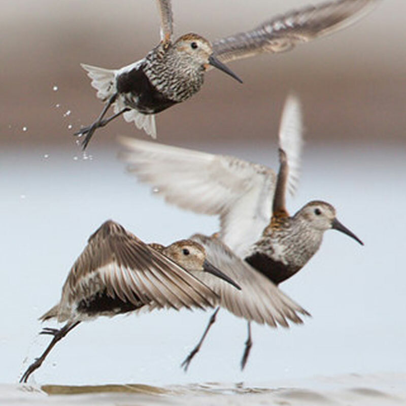 Öffnen 2. Watvögel auf Reisen