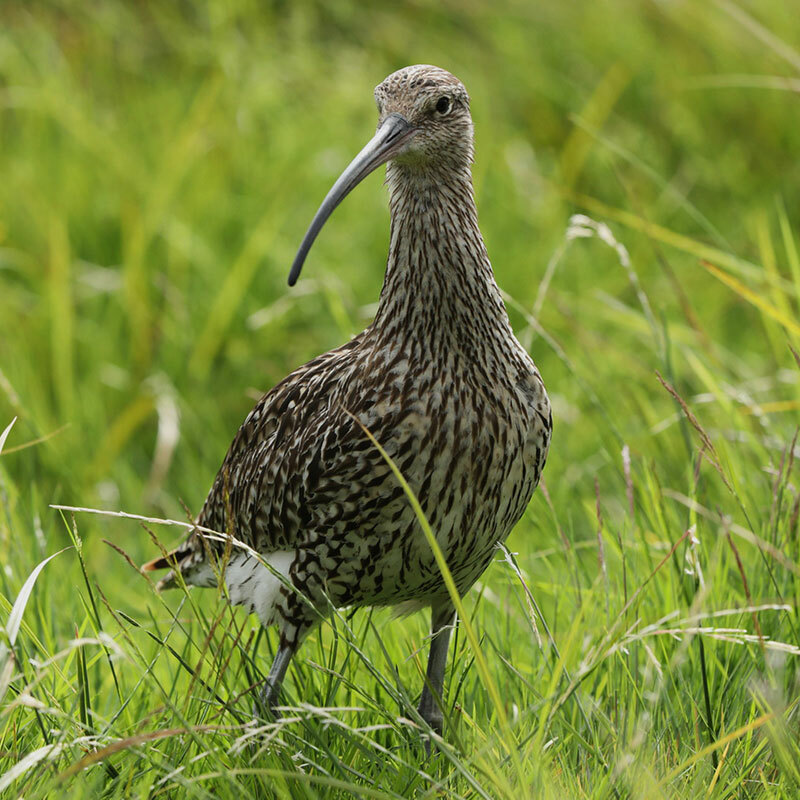 Öffnen 3. Wer ist wer im Watt? Watvogelarten erkennen und bestimmen