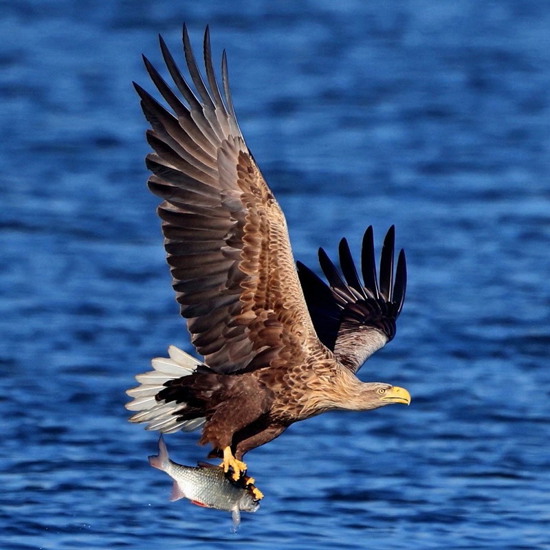 Öffnen 1. Faszination Greifvögel, Eulen und Falken