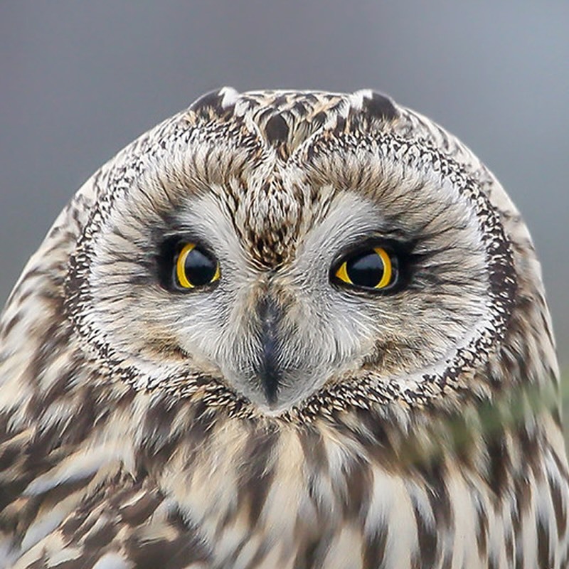 Öffnen 2. Eine Reise durch die Artenvielfalt