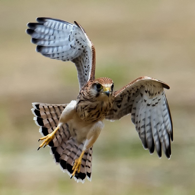 Öffnen 4. Greifvögel, Eulen, Falken und die Menschen