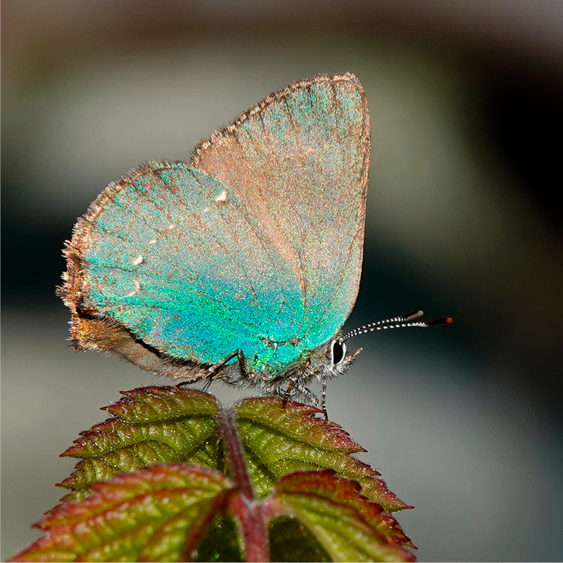 Öffnen 1. Systematik und Morphologie von Schmetterlingen