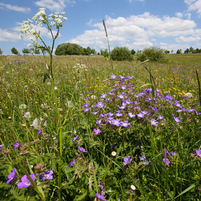 Öffnen 6. Feldflur und Biodiversität