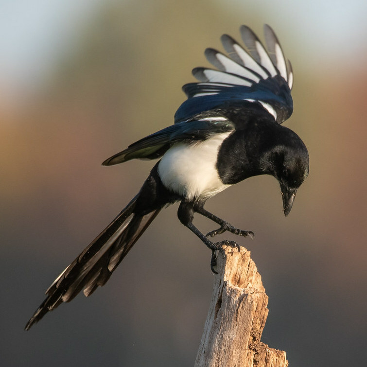 Öffnen 4. Rabenvögel