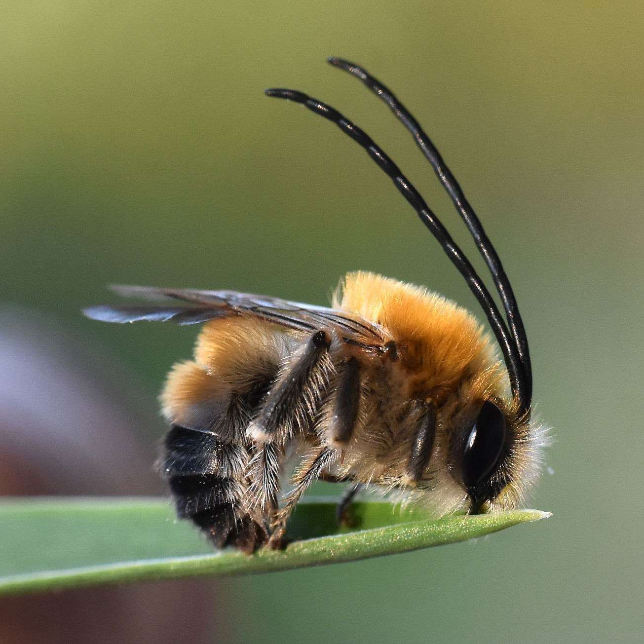 Öffnen 1. Hymenoptera – Bienen, Wespen, Ameisen